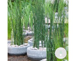 Bloomique - Equisetum Japonicum - Japanse Holpijp - Vijverplanten - Waterplanten - Winterhard - Hoogte 20-30 cm - Pot 9 cm