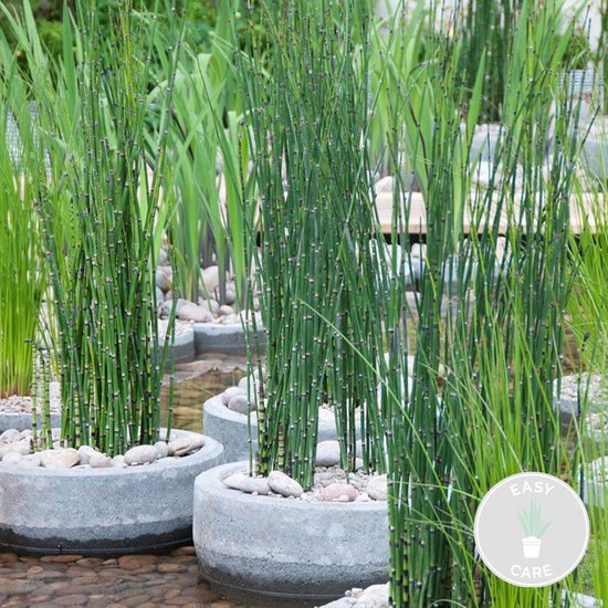 Japanse Holpijp in grijze potten bij water, met 'Easy Care' label.