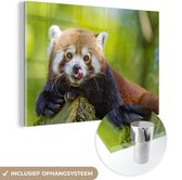MuchoWow® Glasschilderij 60x40 cm - Schilderij acrylglas - Rode Panda - Natuur - Boomstam - Foto op glas - Schilderijen