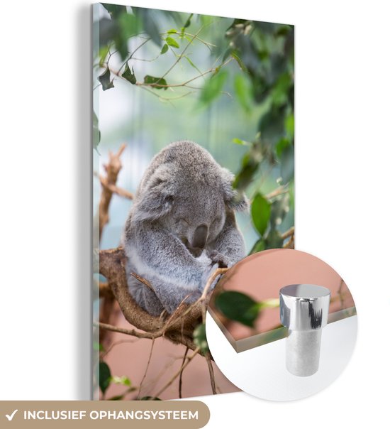 Glasschilderij - Koala - Takken - Bladeren - Acrylaat Schilderijen - Foto op Glas
