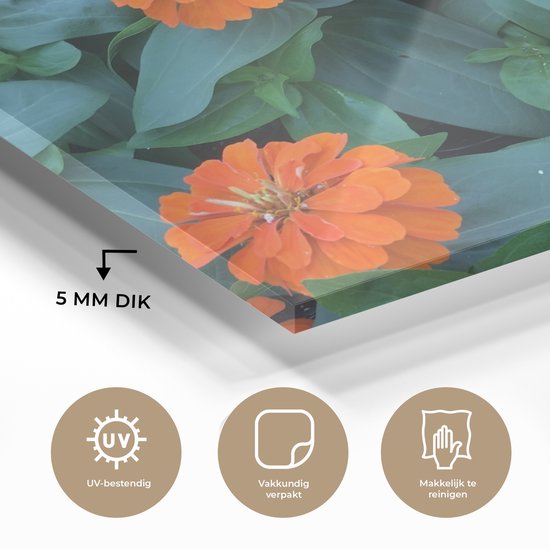 Fleurs de zinnia Oranje avec feuilles vertes Plexiglas 80x60 cm - Tirage photo sur Glas (décoration murale plexiglas)