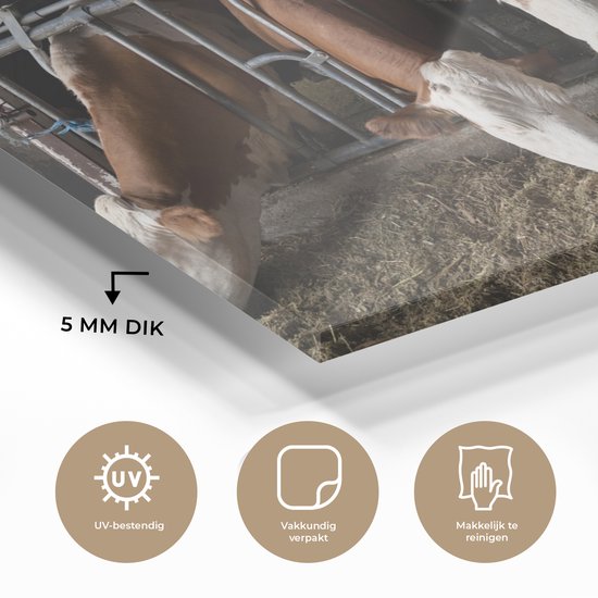 MuchoWow® Peinture sur verre 150x100 cm - Peinture sur verre - Vache - Nourriture - Ferme - Photo sur verre acrylique - Peintures