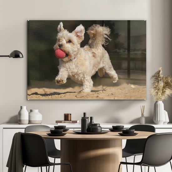 Un chien maltais avec une boule rouge en plexiglas 120x80 cm - Tirage photo sur Glas (décoration murale en plexiglas)