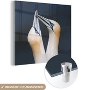 MuchoWow® Glasschilderij 90x90 cm - Schilderij acrylglas - Koppel jan-van-genten - Foto op glas - Schilderijen