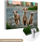 MuchoWow® Glasschilderij 120x80 cm - Schilderij acrylglas - Honden - Puppy - Weg - Foto op glas - Schilderijen