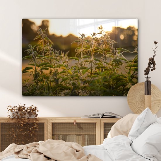 ® Glasschilderij 120x80 cm - Schilderij acrylglas - De zon gaat onder op de achtergrond bij een groep brandnetels - Foto op glas - Muurdecoratie woonkamer - Wanddecoratie slaapkamer - Schilderijen