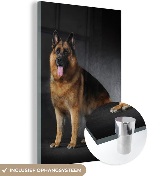 Portrait d'un Herder allemand sur fond noir Plexiglas 40x60 cm - Tirage photo sur Glas (décoration murale plexiglas)