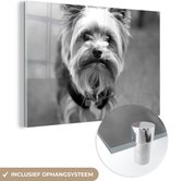 MuchoWow® Glasschilderij 90x60 cm - Schilderij acrylglas - Close-up van een Yorkshire Terrier - zwart wit - Foto op glas - Schilderijen