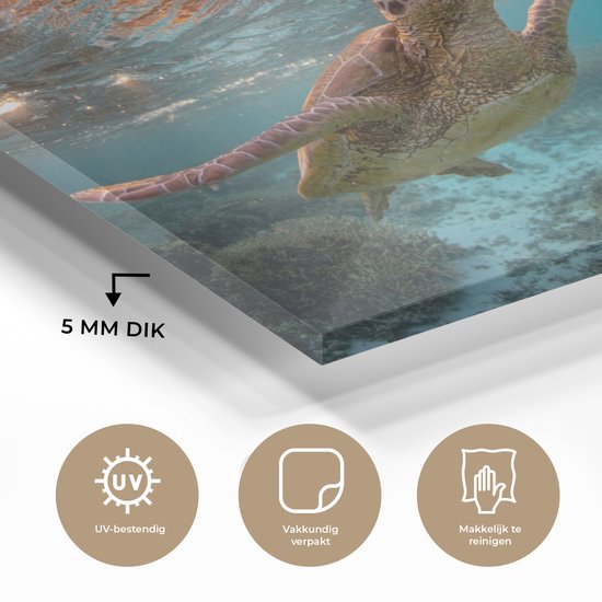Peintures sur verre - Mer - Tortue - Couleurs - 120x80 cm - Peintures Plexiglas