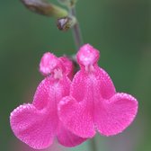 6x Salie - Salvia microphylla ‘Pink Beauty’ - Pot 9x9cm