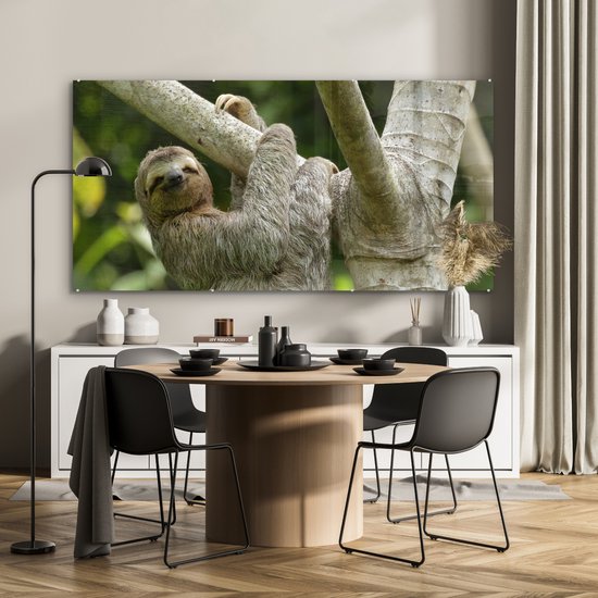 MuchoWow® Peinture sur verre - Un paresseux accroché à une branche - 160x80 cm - Peintures sur verre acrylique - Photo sur Glas