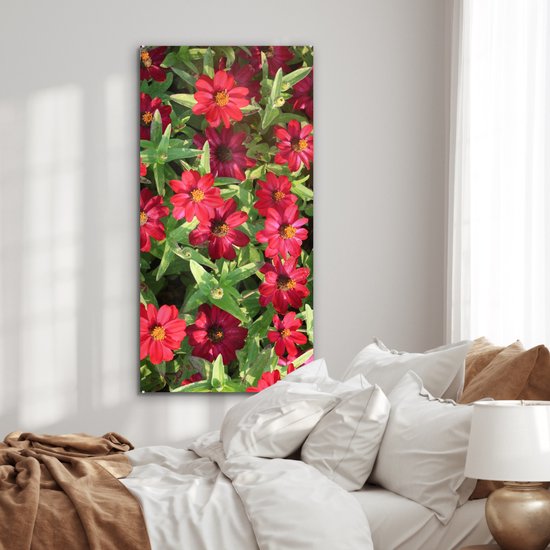 MuchoWow® Glasschilderij 60x120 cm - Schilderij acrylglas - Rode zinnia bloemen tijdens een zonnige dag - Foto op glas - Schilderijen