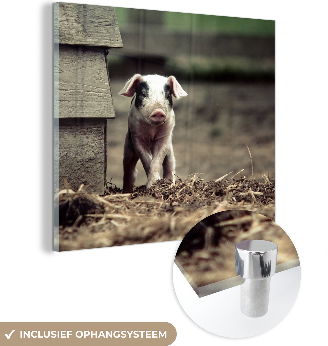 ® Glasschilderij 90x90 cm - Schilderij acrylglas - Varken - Stal - Baby - Foto op glas - Muurdecoratie woonkamer - Wanddecoratie slaapkamer - Schilderijen