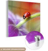 MuchoWow® Glasschilderij 20x20 cm - Schilderij acrylglas - Lieveheersbeestje op een paarse bloem - Foto op glas - Schilderijen