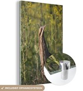 Un butor est assis dans les prairies Plexiglas 20x30 cm - petit - Tirage photo sur Glas (décoration murale en plexiglas)