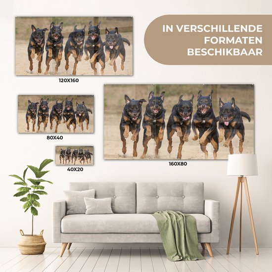 Peinture sur Verre - Rottweilers courant dans une rangée - 80x40 cm - Peintures sur Verre Peintures - Photo sur Glas