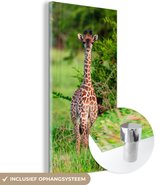 MuchoWow® Glasschilderij 80x160 cm - Schilderij acrylglas - Baby - Giraffe - Planten - Foto op glas - Schilderijen