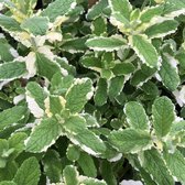 6x Bonte munt - Mentha rotundifolia ‘Variegata’ - Pot 9x9cm