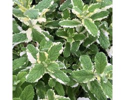 6x Bonte munt - Mentha rotundifolia ‘Variegata’ - Pot 9x9cm