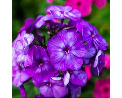 6x Vlambloem - Phlox (P) ‘Blue Paradise’ - Pot 9x9cm
