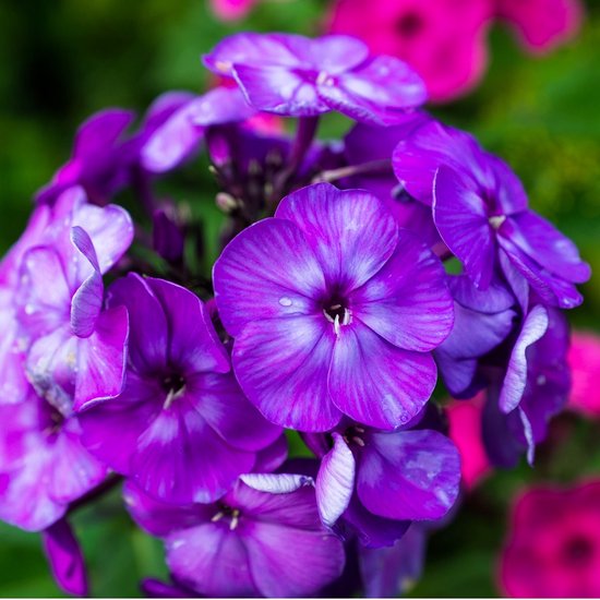 6x Vlambloem - Phlox (P) ‘Blue Paradise’ - Pot 9x9cm