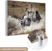 MuchoWow® Glasschilderij 180x120 cm - Schilderij acrylglas - Rollende zebra - Foto op glas - Schilderijen