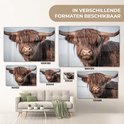 Diverse formaten van een glasafbeelding van een bruine Schotse hooglander met grote hoorns.