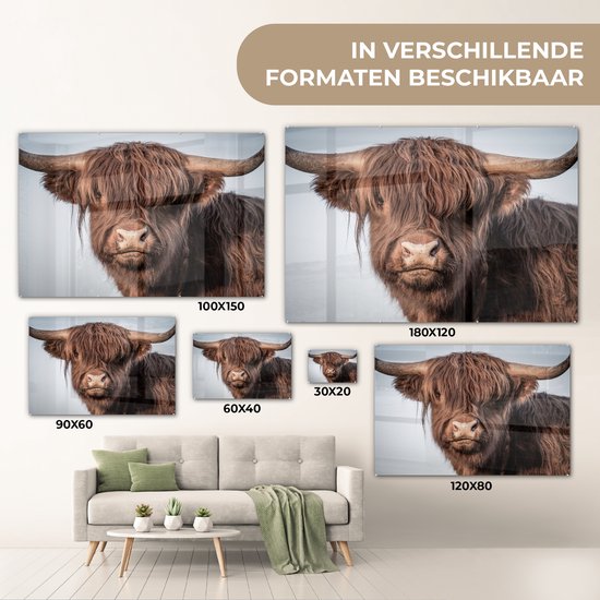 Diverse formaten van een glasafbeelding van een bruine Schotse hooglander met grote hoorns.