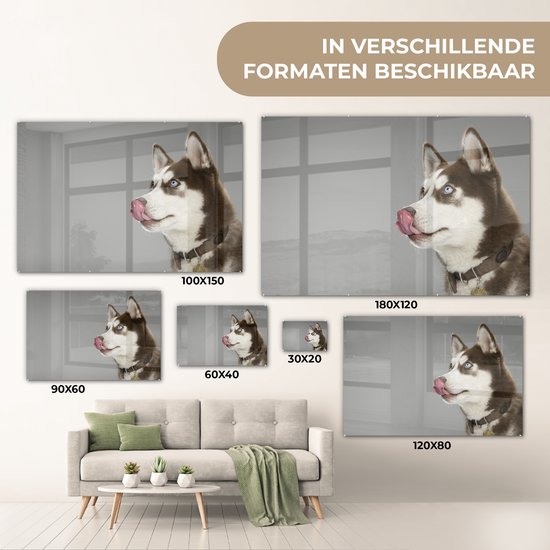 MuchoWow® Peinture sur verre - Husky - Animal - Lécher - 180x120 cm - Peintures sur verre acrylique - Photo sur Glas