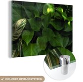 MuchoWow® Glasschilderij 120x80 cm - Schilderij acrylglas - Plant - Zon - Jungle - Foto op glas - Schilderijen