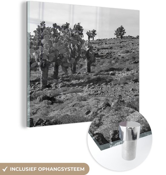 MuchoWow® Glasschilderij 20x20 cm - Schilderij acrylglas - Cactus - Zwart - Wit - Zuid Amerika - Foto op glas - Schilderijen