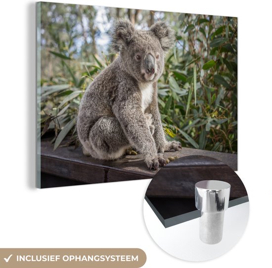 Glasschilderij - Koala - Hout - Planten - Acrylglas Schilderijen - Foto op Glas