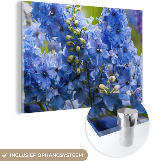 MuchoWow® Glasschilderij 150x100 cm - Schilderij acrylglas - Delphinium bloemen in een tuin - Foto op glas - Schilderijen