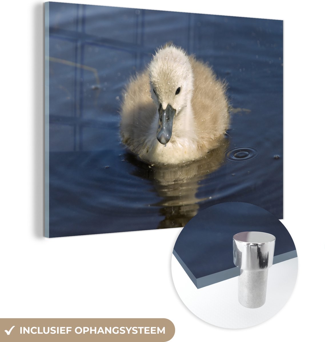 ® Glasschilderij 120x90 cm - Schilderij acrylglas - Baby - Zwaan - Kuiken - Foto op glas - Muurdecoratie woonkamer - Wanddecoratie slaapkamer - Schilderijen