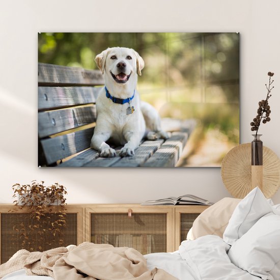 Labrador Retriever sur un banc Verre 120x80 cm - Tirage photo sur verre (Décoration murale en plexiglas)
