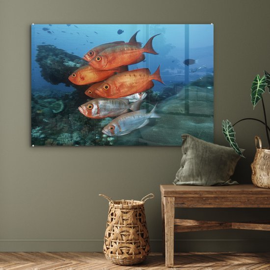 Poisson rouge et gris près de l' Afrique Glas 120x80 cm - Tirage photo sur Glas (décoration murale plexiglas)
