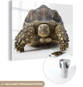 MuchoWow® Glasschilderij 40x30 cm - Schilderij acrylglas - Schildpad - Dieren - Wit - Foto op glas - Schilderijen