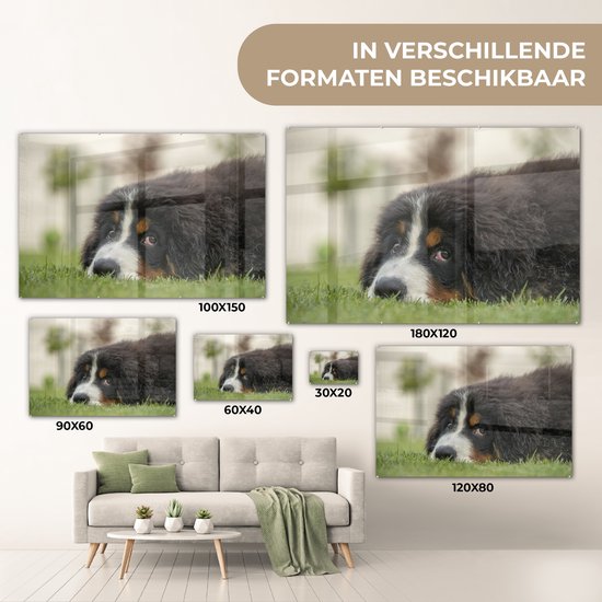 Berner couché sur la pelouse verte Plexiglas 180x120 cm - Tirage photo sur Glas (décoration murale plexiglas) XXL / Groot format!