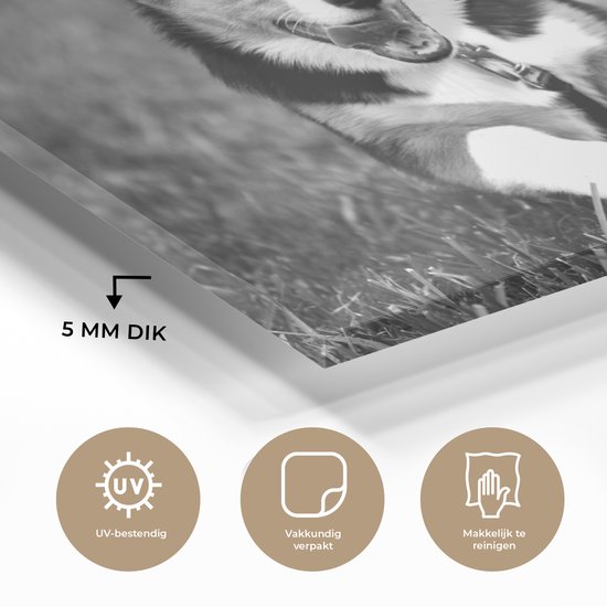 MuchoWow® Peinture sur verre 180x120 cm - Peinture sur verre acrylique - Chien qui court - noir et blanc - Photo sur verre - Peintures