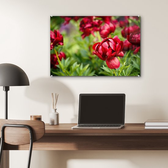 MuchoWow® Peinture sur verre 60x40 cm - Peinture sur verre acrylique - Un jardin rempli de pivoines rouges - Photo sur verre - Peintures