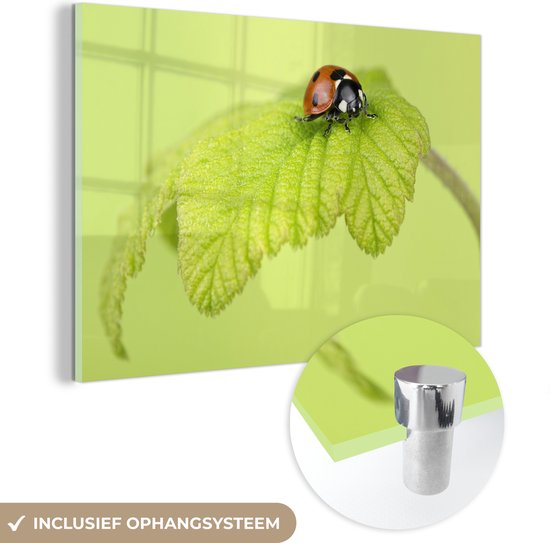 Glasschilderij - Lieveheersbeestje groen blaadje - Plexiglas Schilderijen