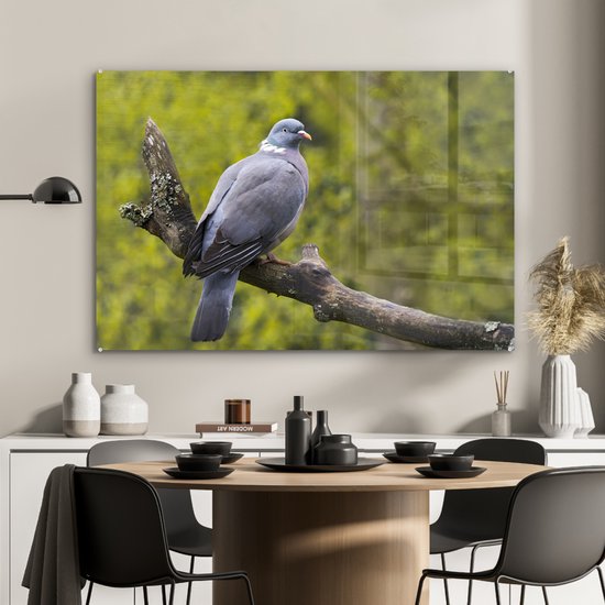 Photo d'un pigeon ramier dans un enclos animalier Plexiglas 90x60 cm - Tirage photo sur Glas (décoration murale plexiglas)