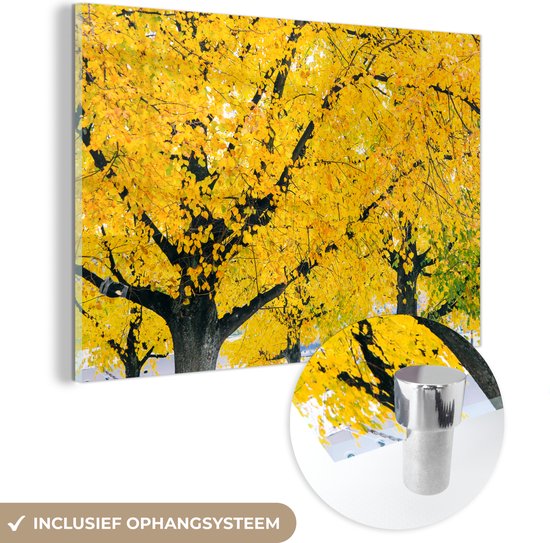 MuchoWow® Glasschilderij 90x60 cm - Schilderij acrylglas - Boom tijdens herfst - Foto op glas - Schilderijen