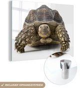 MuchoWow® Glasschilderij 80x60 cm - Schilderij acrylglas - Schildpad - Dieren - Wit - Foto op glas - Schilderijen