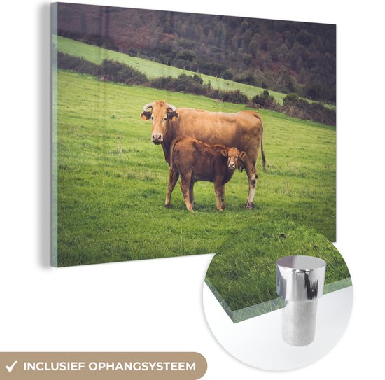 Vache et veau dans un pâturage en Glas 30x20 cm - petit - Tirage photo sur Glas (décoration murale en plexiglas)