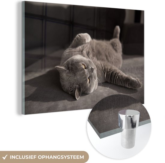 MuchoWow® Glasschilderij 30x20 cm - Schilderij acrylglas - Dier - Poes - Grijs - Foto op glas - Schilderijen