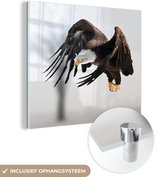 MuchoWow® Glasschilderij 50x50 cm - Schilderij acrylglas - Witkop zeearend - Adelaar - Roofvogel - Vleugels - Vliegend - Foto op glas - Schilderijen
