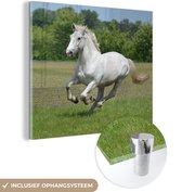 MuchoWow® Glasschilderij 50x50 cm - Schilderij acrylglas - Paarden - Natuur - Wit - Foto op glas - Schilderijen