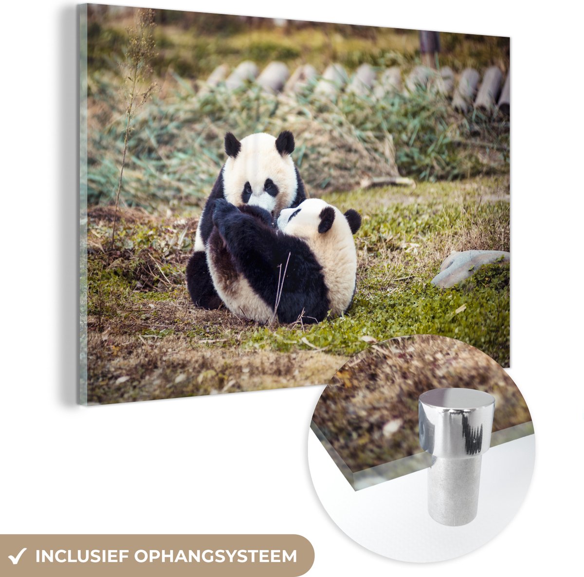 ® Glasschilderij 180x120 cm - Schilderij acrylglas - Spelende baby panda's - Foto op glas - Muurdecoratie woonkamer - Wanddecoratie slaapkamer - Schilderijen