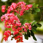 Lagerstroemia - Bloeirijke terrasplant Rood - 3 Liter +/- 40 cm: Struik met rode bloemen, bekend om zijn lange bloeiperiode.